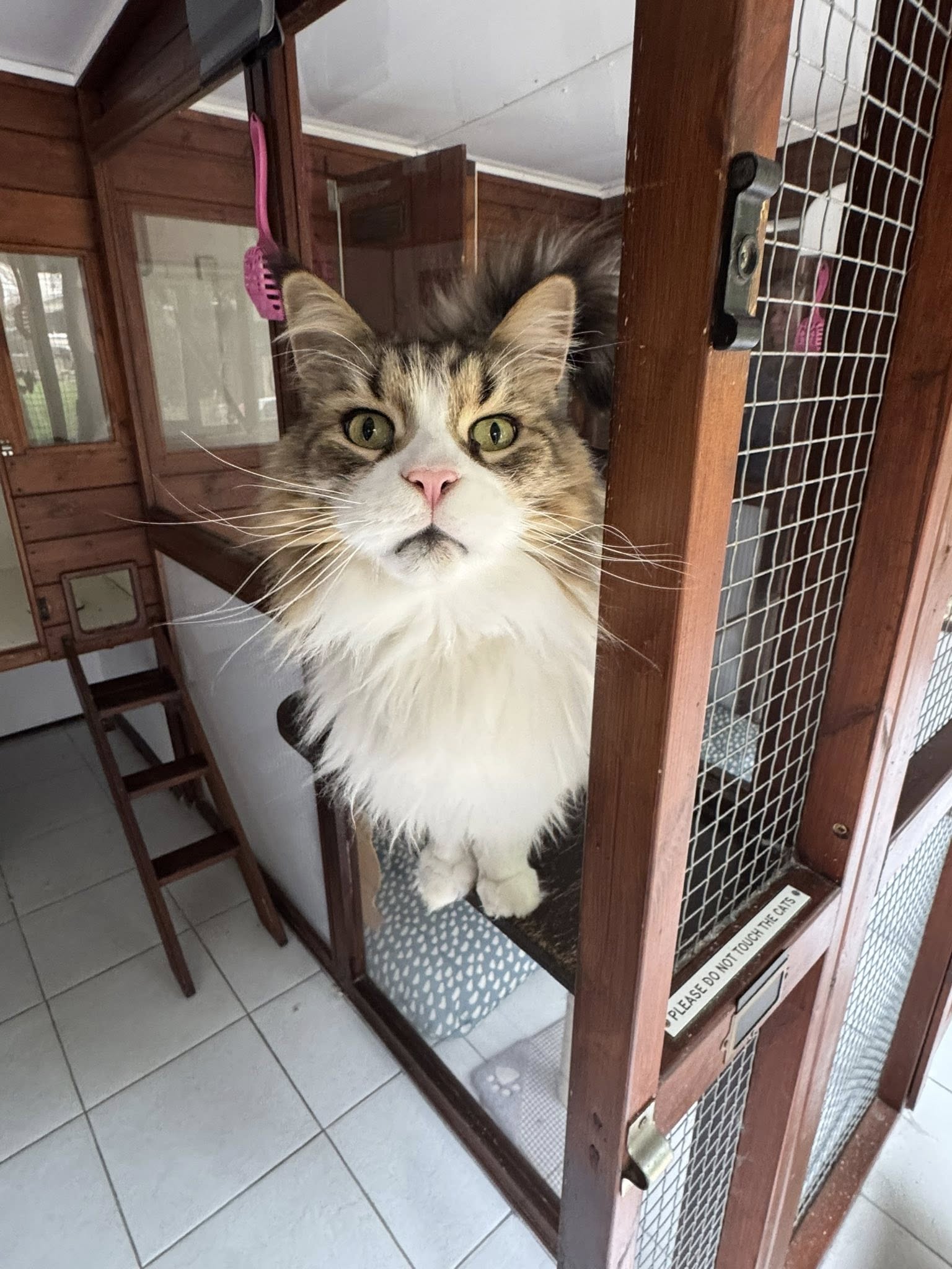 Curious cat in enclosure