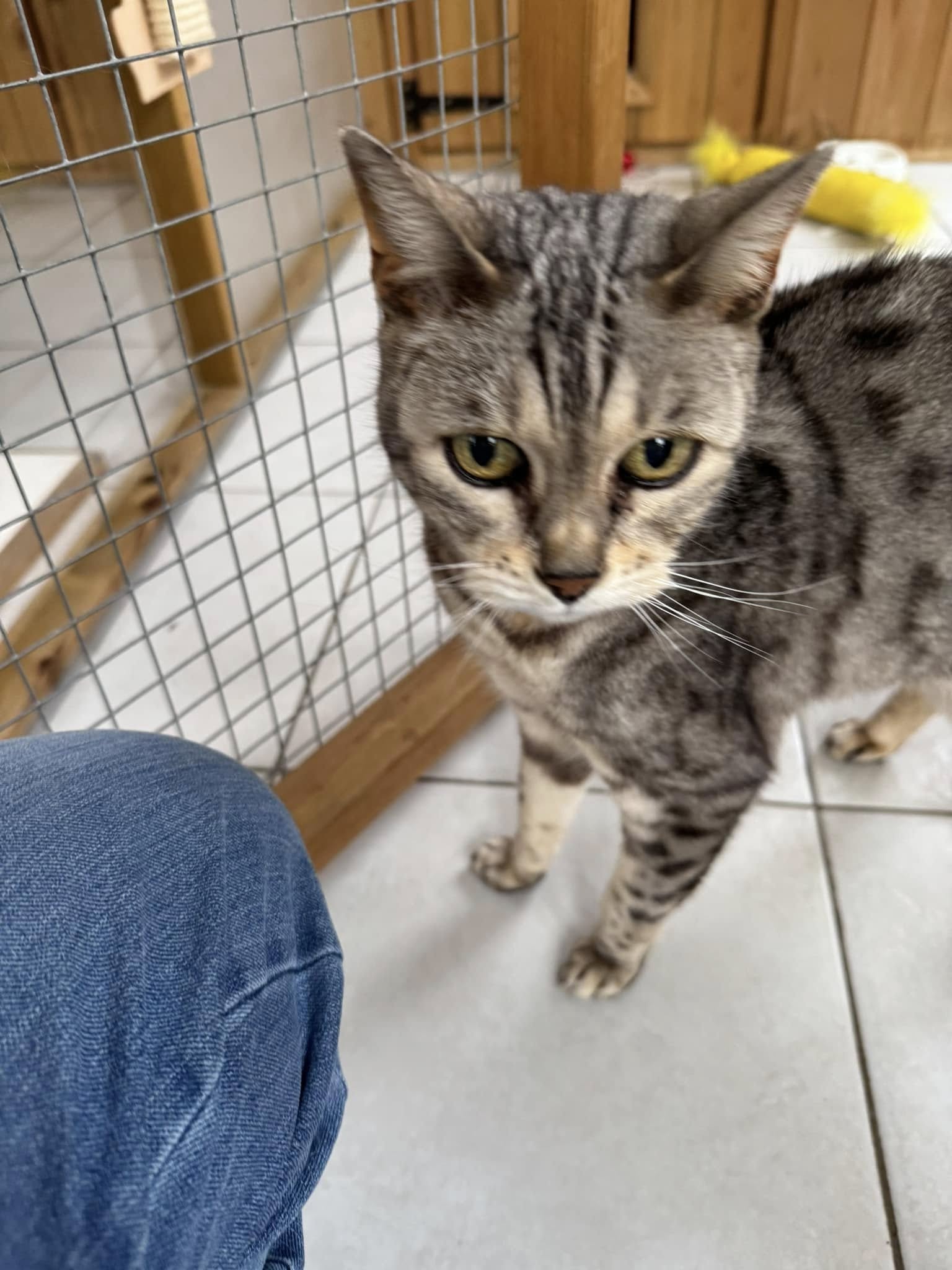 Gray cat near person’s knee