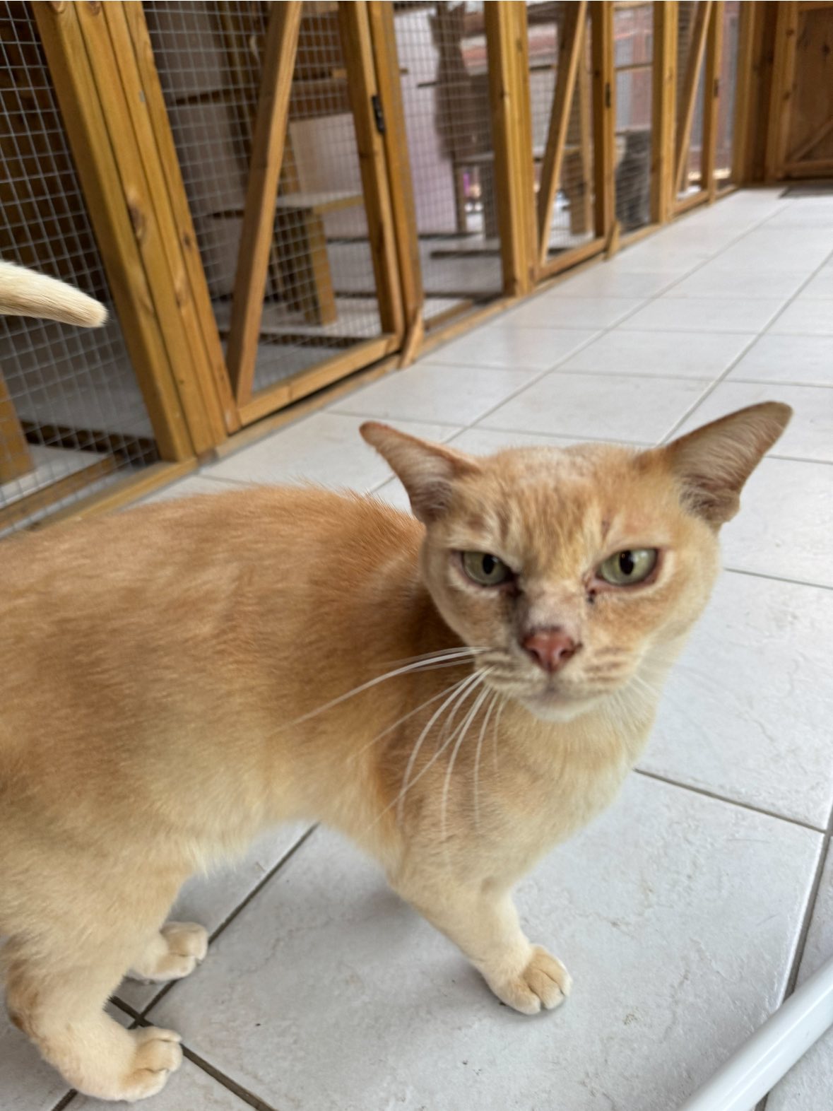 Orange cat in indoor space