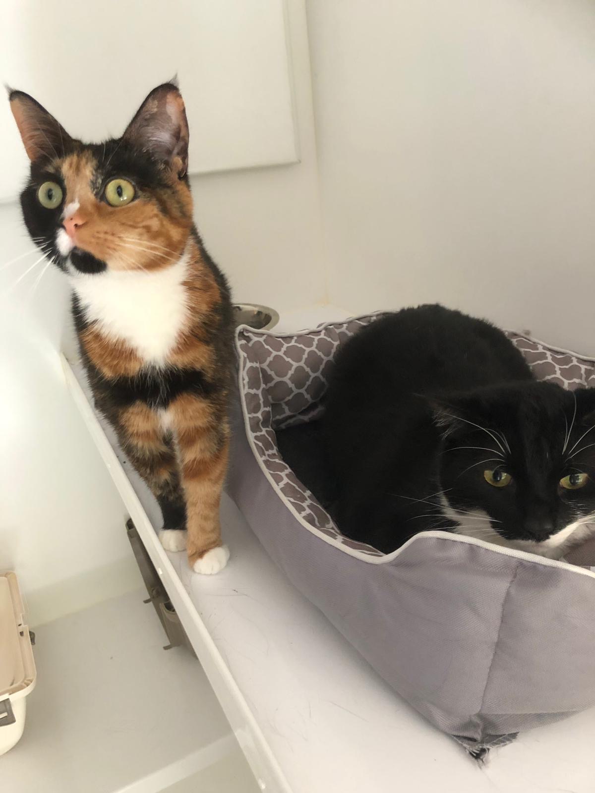 Two cats in a cozy space